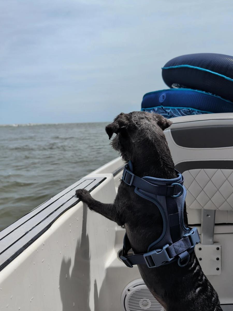 A dog in a harness looking over the bow of a boat on Bogue Sound